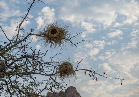 Woven nests in a tree Foto stock