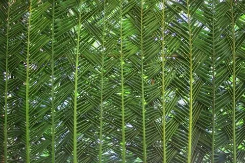Woven palm leaf as background Stock Photos