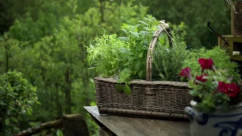 Woven rectangular basket on a wooden table with various herbs for the garden. Stockbeeldmateriaal 241326746