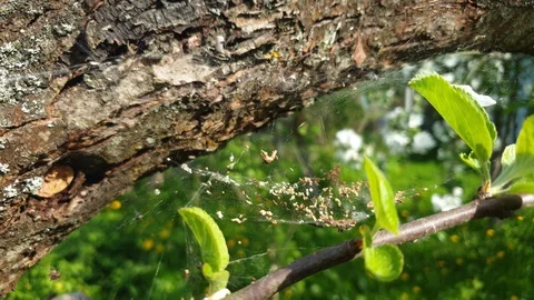 Woven spider web slow motion in the close-up Stock Footage 108439260
