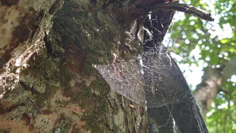 Woven spider web slow motion in the close-up Video stock 111965455