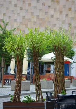 A woven willow tree, often called 'Danish roots' Stock Photos