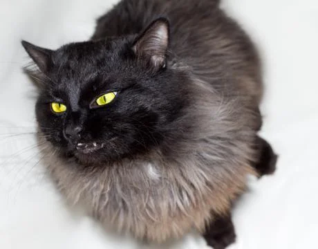 Wow  Cat Stock Photos