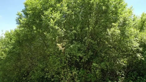 Wow effect flight in a valley Stock-Footage 245985717