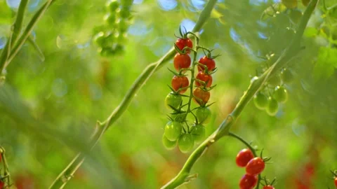 This is a wow shot, the most beautiful cherry tomatoes, a vibrant cherry tomato Stockbeeldmateriaal 257455209