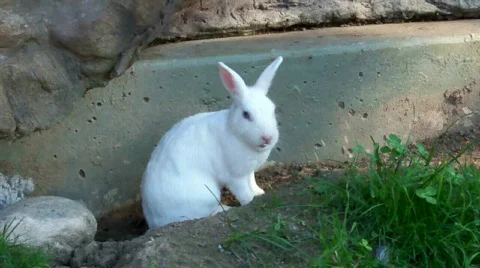 Wrabbit Stock Footage 511516