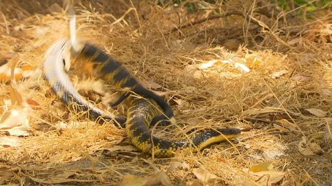 A wrangler lifting a tiger snake with a hook Stock Footage 112341223