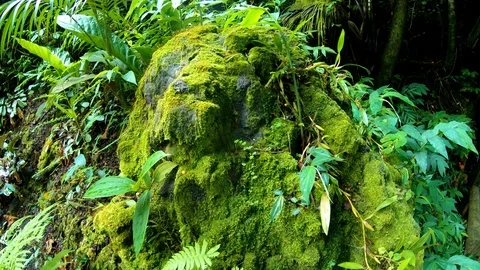 Wrap around mossy boulder in the rain forest, surrounded by plants 4K 스톡 동영상 98427701