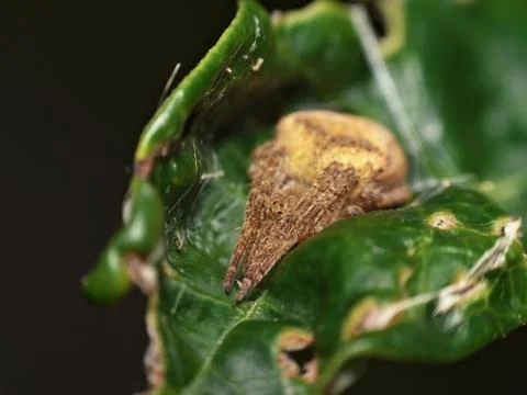Wrap around spider in green leaf Stock Photos