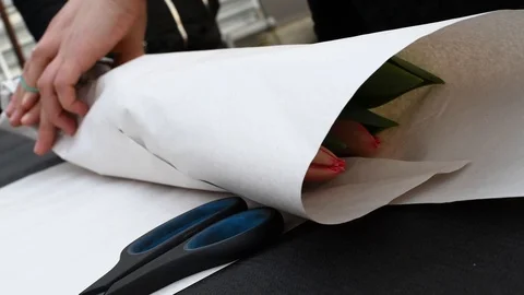Wrap tulips torn from plantations in wrapping paper Stock Footage 104836192