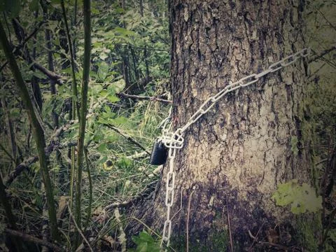 Wrapped around a tree trunk, the chain is closed with a padlock - the concept Stock Photos