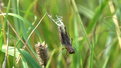 Wrapped Grasshopper hanging on a spiderweb Stock Footage 128643811