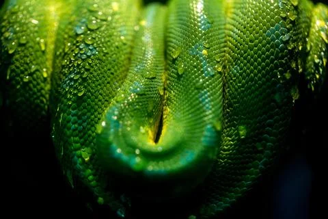 Wrapped up green snake Stock Photos