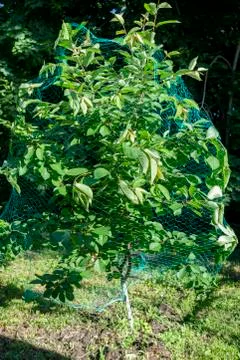 Wrapped protective mesh cherry tree, protection of the fruits of the cherries Foto stock