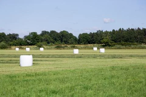 Wrapped Silage in Field 스톡 사진