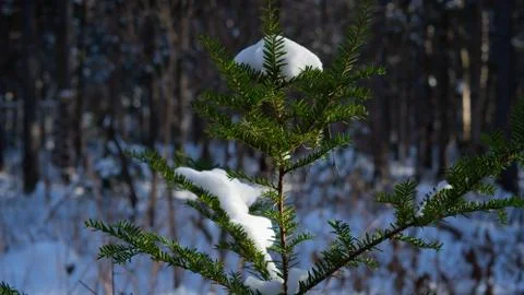 Wrapped in snow Stock Photos