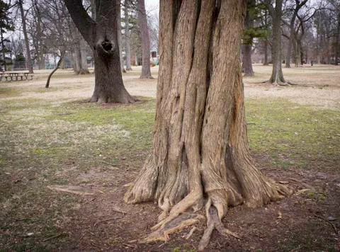 Wrapped Tree Stock Photos