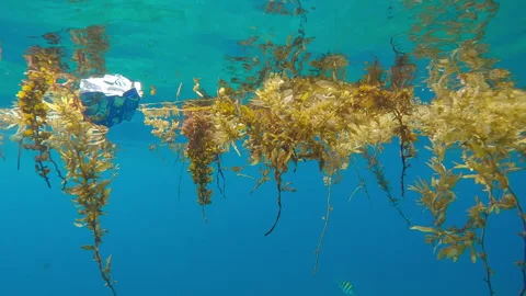 Wrapper drifts below water surface among pieces of Sargassum brown seaweed twigs Stock Footage 331479200