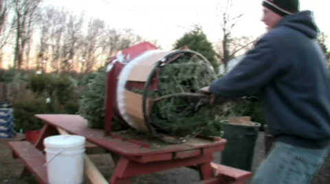 Wrapping a christmas tree Video stock 299936