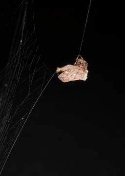 Wrapping up a Moth Foto stock