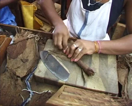 Wrapping, rolling and cutting a handmade Cuban cigar 動画素材 24159105