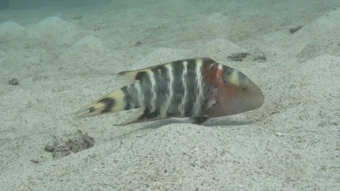 Wrasse eating on the sand Stock Footage 283276454