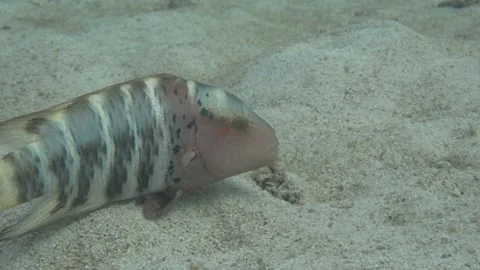 Wrasse - eye movement close up Stock Footage 283276948