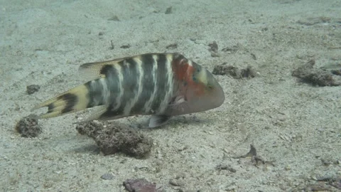 Wrasse - eye movement close up Stock Footage 283277099