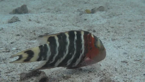 Wrasse eye movement close up Stock Footage 283277273