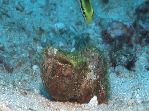 Wrasse Stock Footage 98669288