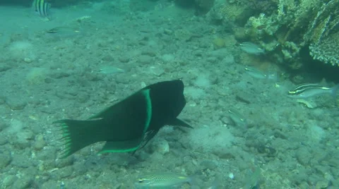 Wrasse humphead fish Stockbeeldmateriaal 903432