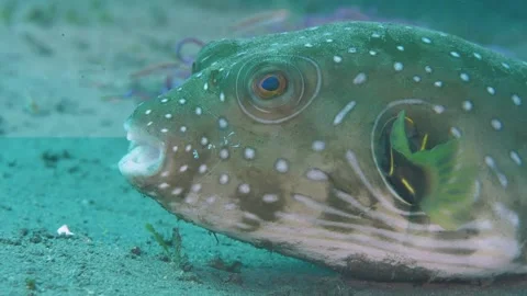 Wrasse predator waiting for prey fish on underwater bottom Video stock 246286152