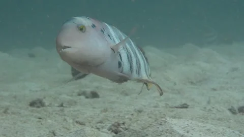 Wrasse showing off itself Stock Footage 283277195