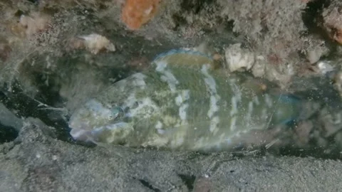 Wrasse sleeping in mucus cocoon Stock Footage 232845139