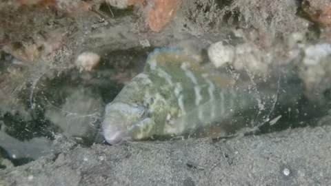 Wrasse sleeping in mucus cocoon Stock Footage 232845410