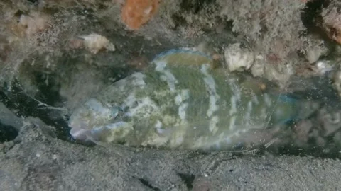Wrasse sleeping in mucus cocoon Stock Footage 232849879