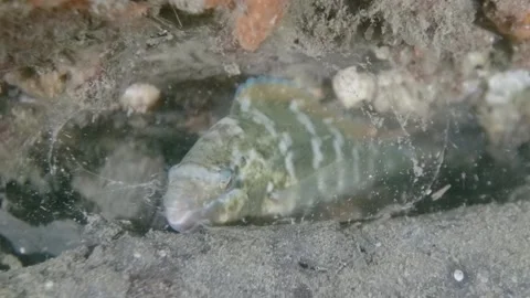 Wrasse sleeping in mucus cocoon Stock Footage 232853402