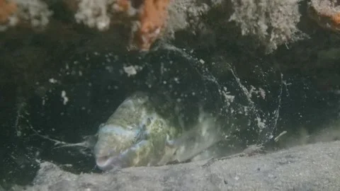 Wrasse sleeping in mucus cocoon Stock Footage 232863795