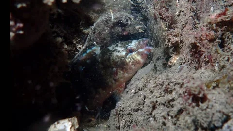 Wrasse sleeping in mucus cocoon sideway Video stock 233163248