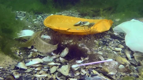 Wrasse spawning among plastic debris on the Black Sea seabed Vidéo 151888524