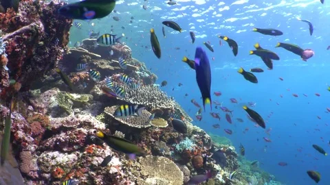 Wrasses And Reef Stock Footage 80330903