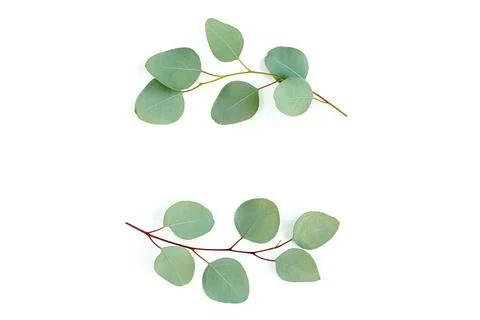 Wreath frame made of branches eucalyptus and leaves isolated on white background Stock Photos