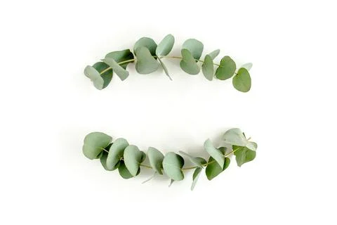 Wreath frame made of branches eucalyptus and leaves isolated on white background Stock Photos