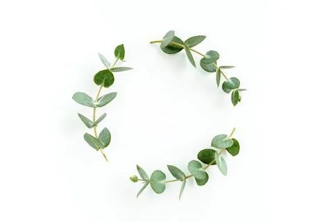 Wreath frame made of branches eucalyptus and leaves isolated on white background Stock Photos