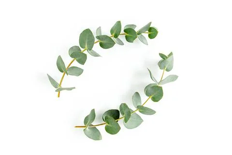 Wreath frame made of branches eucalyptus and leaves isolated on white background Stock Photos