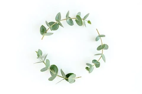 Wreath frame made of branches eucalyptus and leaves isolated on white background Stock Photos