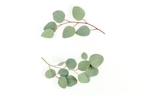 Wreath frame made of branches eucalyptus and leaves isolated on white background Stock Photos