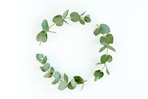 Wreath frame made of branches eucalyptus and leaves isolated on white background Stock Photos