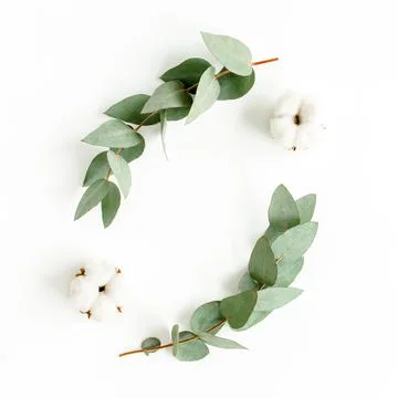 Wreath frame made of branches eucalyptus, leaves and cotton isolated on white Stock Photos
