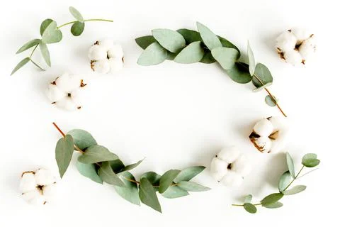 Wreath frame made of branches eucalyptus, leaves and cotton isolated on white Stock Photos